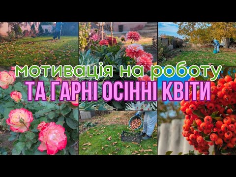 Видео: Збираю горіхи🍂 кормлю курей🐓 топлю пічку та безкінечна робота на дачі🍁 Квіти, сад, небо - моя осінь🌾