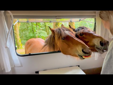 Видео: Живу одна в лесу в автодоме