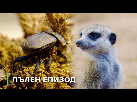 Видео: Сурикати и торни бръмбари: Малки, но могъщи | Звезди на дивата природа 103+104