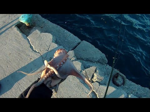 Видео: За октоподи в Гърция - Първа част