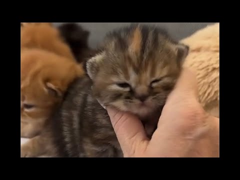 Видео: Уход за котятами 🐱 #хиврямоника#хиврямэрлин#cat#уход#