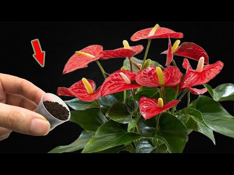 Видео: Посыпьте 1 чайной ложкой! Сотни цветущих цветов