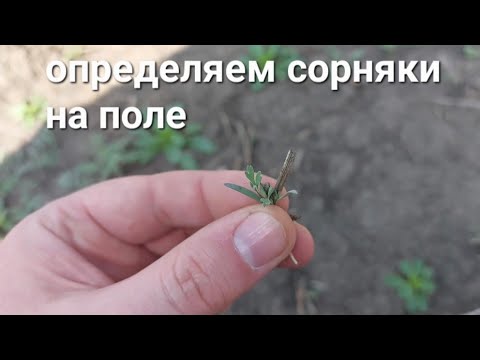 Видео: Как определить сорняки?