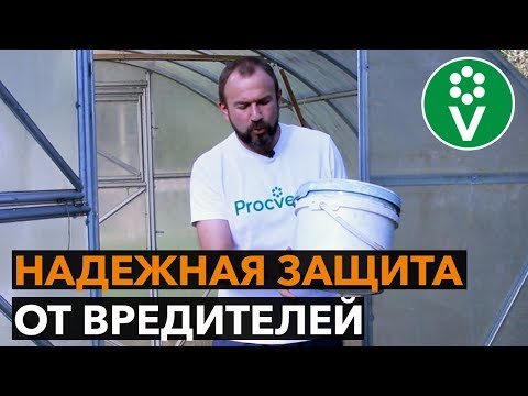 Видео: Мой ЛИЧНЫЙ СЕКРЕТ посадки томатов в теплицу