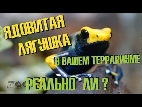 Видео: Ядовитые лягушки у вас дома это прекрасно? Или опасно? Poisonous frog