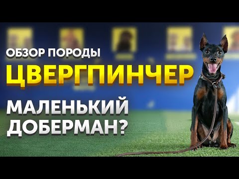 Видео: Обзор породы Цвергпинчер | Кому подойдет | Какие есть особенности | Маленький Доберман? | Школа DRED