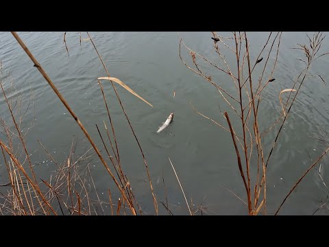 Видео: Приморский край. Рыбалка на красноперку.