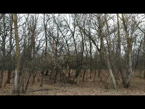 Видео: Заяц на 2.10