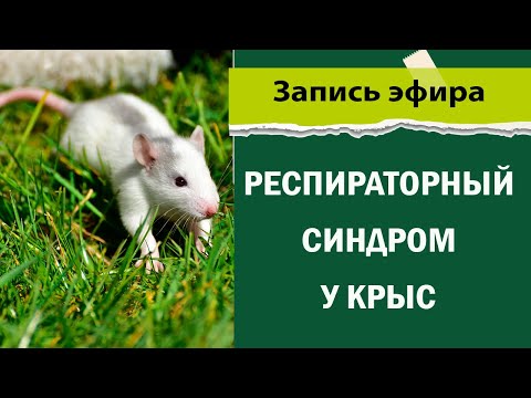 Видео: Респираторный синдром у крыс