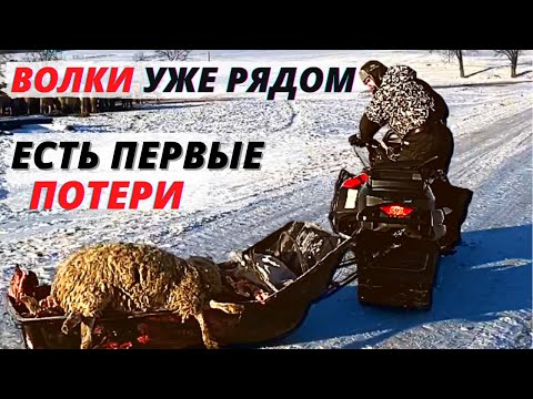 Видео: Волки начали нападать на лошадей/Выехали на отстрел волков/Охота на волка 2022