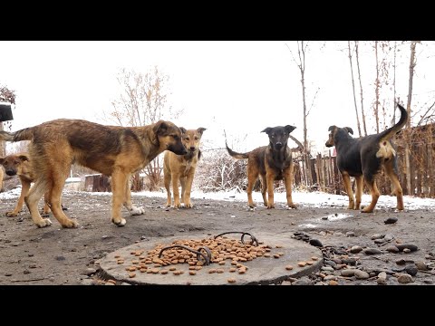 Видео: "Будни" (новости, 13.11.25г., Бийское телевидение)