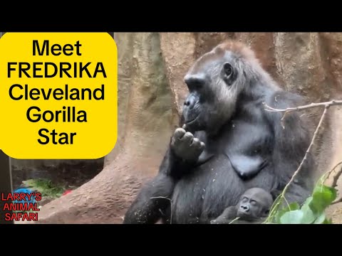 Видео: Познакомьтесь с приемной мамой Джамилы Фредди #gorillas