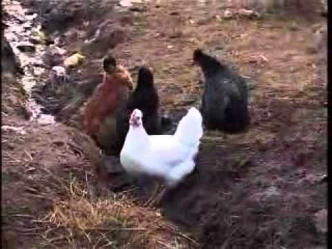 Видео: Хуьрехуьр (Курахский район)