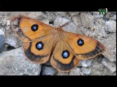 Видео: Незвідане Закарпаття. Анталовецька поляна (24. 09. 16)