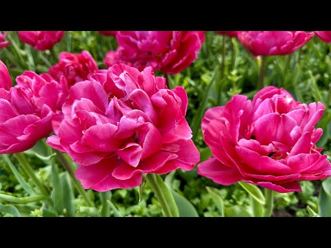 Видео: КРЫМ. ПАРАД ТЮЛЬПАНОВ 2024. Почти час одна сплошная красота.