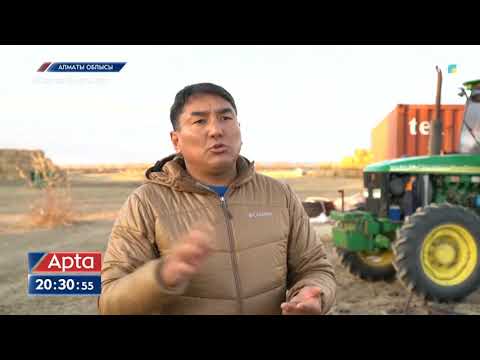 Видео: Шетелде малын дронмен бақылап отырғанда қазақ шопаны әлі аттан түспек емес - Алмасбек Садырбаев