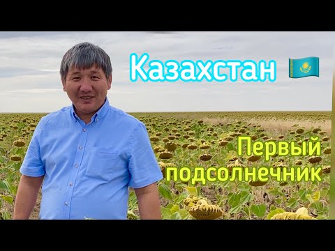 Видео: Первый подсолнечник, который мы увидели в Казахстане