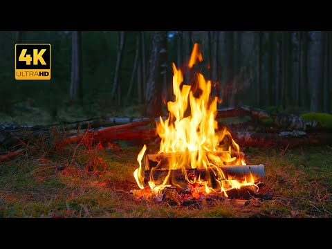 Видео: 4K 📺 Костер в дремучем лесу🌲 Таинственная успокаивающая атмосфера