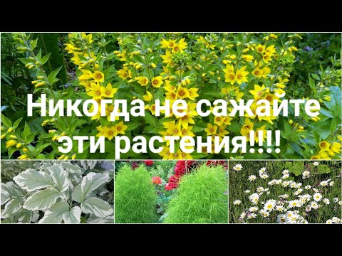 Видео: Осторожно!! Растения "агрессоры"!