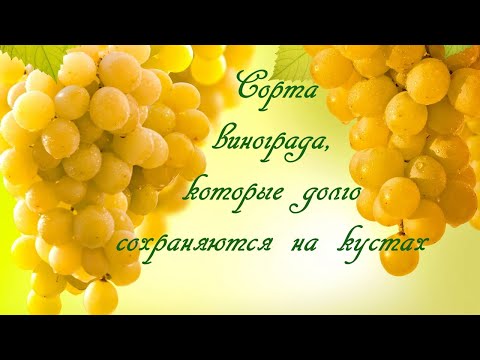 Видео: Сорта винограда, которые долго сохраняются на кустах