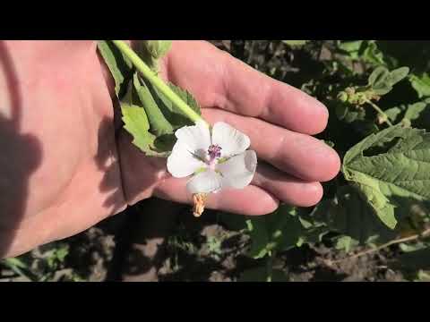 Видео: Как я вырастил алтей лекарственный из семян