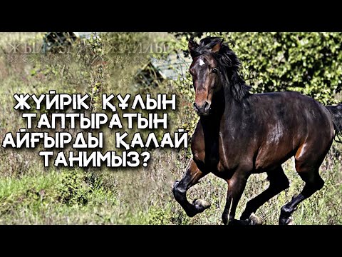 Видео: ҚАНДАЙ АЙҒЫРДАН ЖҮЙРІК ТУАДЫ❔❗