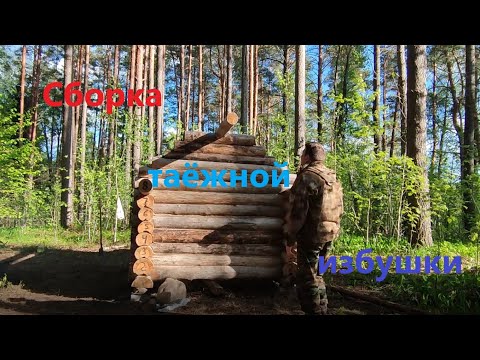 Видео: Строительство таёжной избушки ч.5 Сборка. #hunting #рыбалка #лес