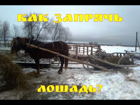 Видео: Как запрячь лошадь в русскую дуговую упряжь//Жизнь в деревне