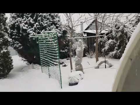 Видео: Дом в цветах// Мой сад в январе.