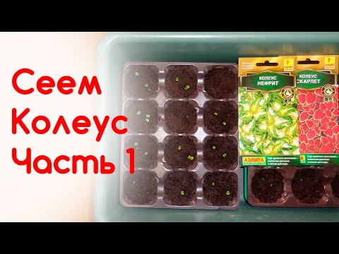 Видео: Посев колеуса, первые всходы часть 1