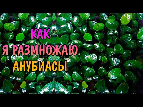 Видео: КАК Я РАЗМНОЖАЮ АНУБИАСЫ