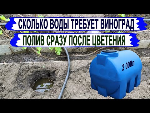 Видео: 🍇 Как ПОЛИВАТЬ винограда СРАЗУ после ЦВЕТЕНИЯ. Сколько воды ТРЕБУЕТ ОДИН КУСТ? 2 ТОННЫ в год?