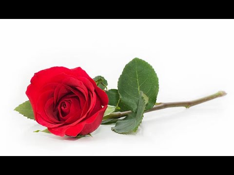 Видео: Логика английского языка 24. Согласные звуки английского.