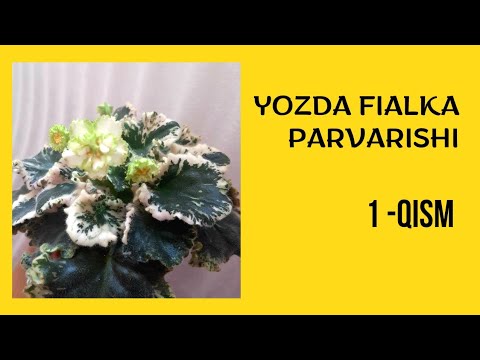 Видео: Ёзда фиалка парвариши. 1-кисм