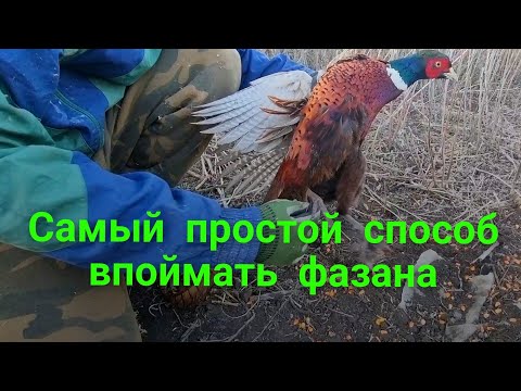 Видео: ПРОЩЕ НЕ ПРИДУМАТЬ! САМАЯ ПРОСТАЯ ЛОВУШКА-ПЕТЛЯ ДЛЯ ЛОВЛИ ФАЗАНОВ!