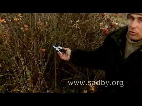 Видео: Омоложение шиповника  радикальная обрезка для обильного цветения и плодоношения!