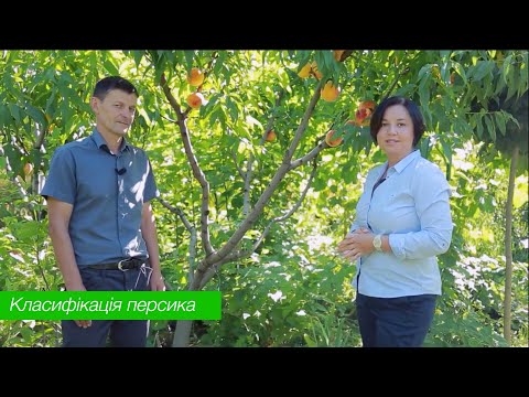 Видео: Різновиди персика. Інжирні персики, нектарини.