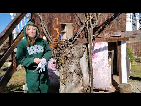 Видео: Скворечник