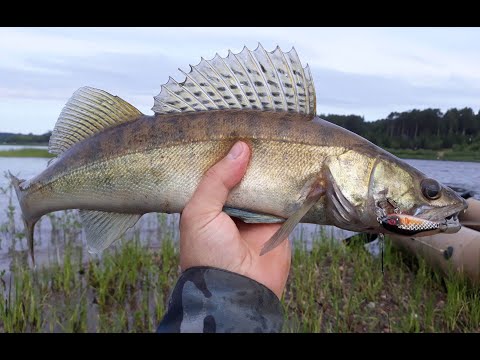 Видео: ВОТ ЭТО РАЗДАЧА! 6 видов рыб на спиннинг. Tsuyoki Rival 43/48 - топ по большой воде