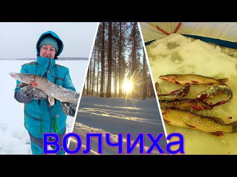 Видео: НАЛИМ. ЩУКА. ЖЕРЛИЦЫ. ВОЛЧИХИНСКОЕ ВДХР