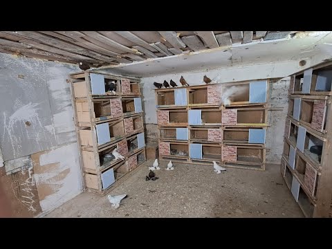 Видео: Игровые Голуби / Северокавказские Космачи - Мурат / Город Атырау