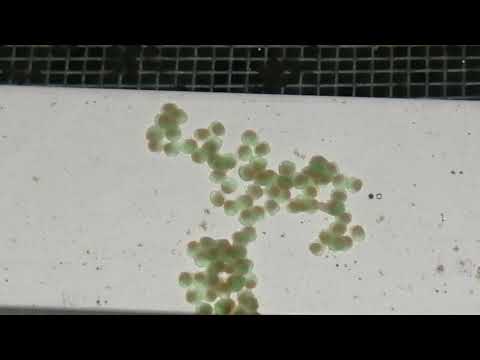 Видео: Успешная инкубация икры клариевого сома в замкнутом цикле