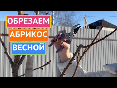 Видео: КАК ОБРЕЗАТЬ АБРИКОС ВЕСНОЙ: ПОКАЗЫВАЮ И РАССКАЗЫВАЮ ПРОСТЫМ И ПОНЯТНЫМ ЯЗЫКОМ!