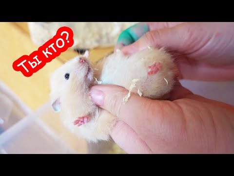 Видео: VLOG Хомяк сбежал. Костя полюбил готовить
