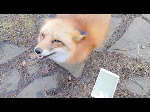 Видео: Алиса - лиса. Ответы на вопросы, часть 20-2