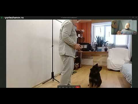 Видео: Щенок немецкой очварки: команда "нельзя" урок 1-2