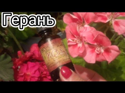 Видео: Герань отросткаларын өсіру өте оңай 🌿 Гүлдер әлемі 🌿 Үйдің интерерын толықтырады 🌿