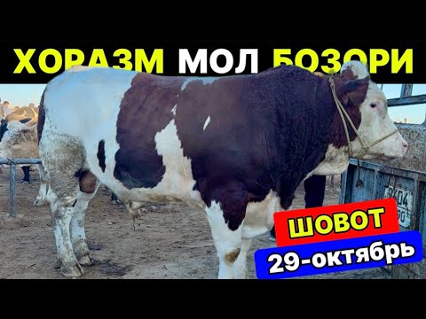 Видео: ХОРАЗМ КАТТА ХЎКИЗЛАР БОЗОРИ. ШОВОТ 29-октября 2025 г.