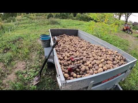 Видео: Уборка картошки, вывозка навоза и фрезерование огорода