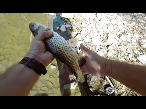 Видео: Два дни риболов на кефал по р.Чая на Спининг и Мухарка